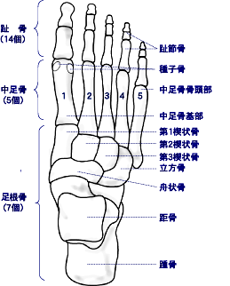 足の骨の構造の画像