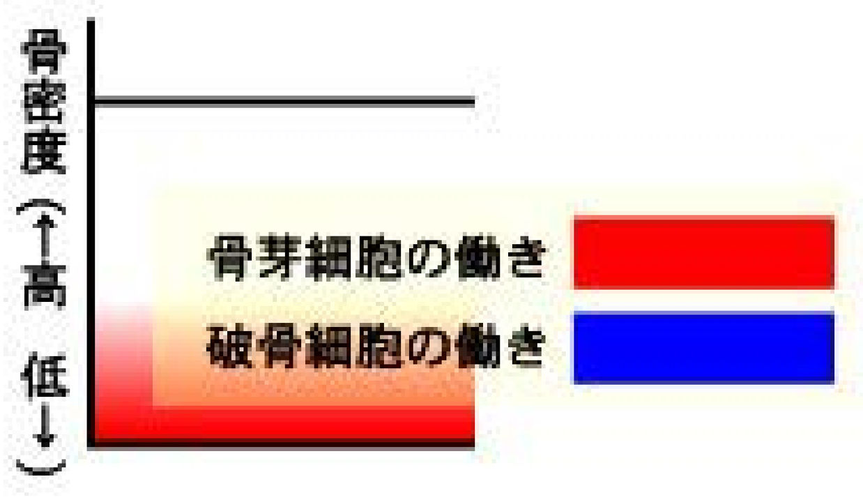 骨芽細胞と破骨細胞バランスがとれているグラフ