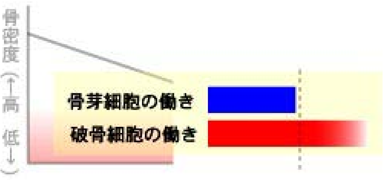 骨芽細胞の量はそのままだが、破骨細胞が増加し、骨芽細胞の量の方が少なくなっているグラフ