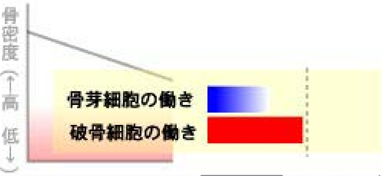 破骨細胞の量はそのままだが、骨芽細胞が減少し、破骨細胞の量の方が多くなっているグラフ